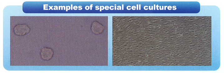 Example of special cell culture